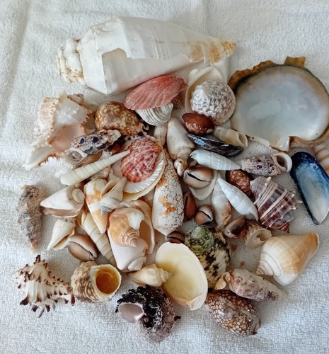 Kilo variety sea shells - 1,