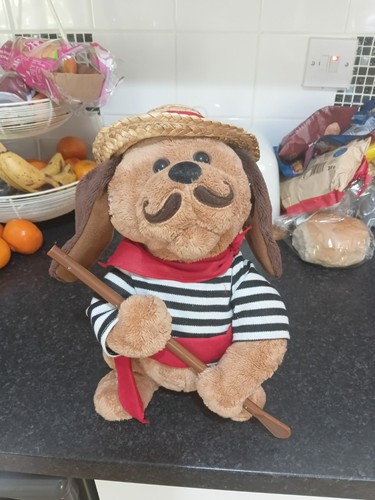 Cute gondolmio dog - cute, o
