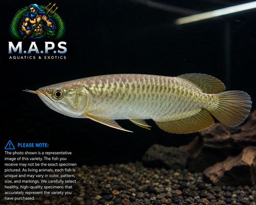 Arowana jardini - arowana-jardini, 4-5"