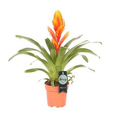 Vriesea flaming sword - vriesea,
