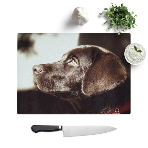 Chocolate labrador dog - labrador, glass