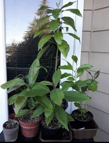 Avocado seedlings