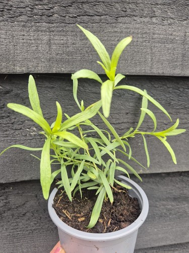 French tarragon herb plant - tarragon,