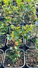 Bonsai Tree Collection - Pick Any 2 or 3 for Discount - Rooted Cuttings