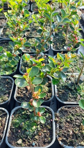 Bonsai tree collection - bonsai,