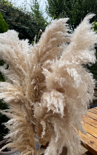 Long stem pampas - long, grass