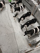 Britains CATTLE 5 Fresian Bull 1 . 4 calves               V G C. scale 1:32