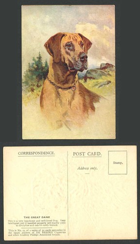 The great dane - great, handsome