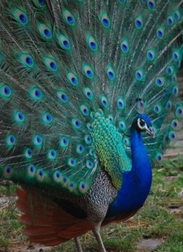 Peafowl peacock hatching - 2,