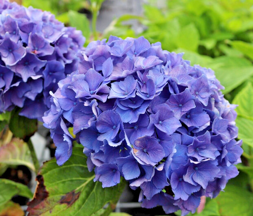 Hydrangea macrophylla bodensee - hydrangea,