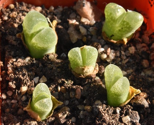 Conophytum devium ssp