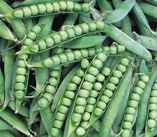 VEGETABLES PEA  ALDERMAN  250 FINEST SEEDS  MAIN CROP  TALL
