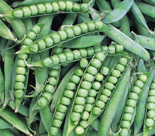 Vegetables pea alderman - ,