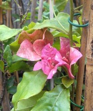 A Young  Bougainvillea La