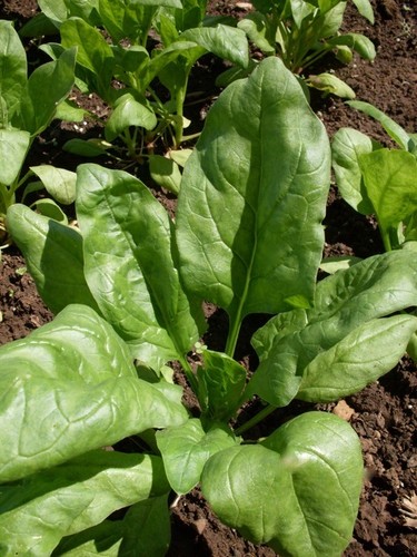 Spinach matador 700 finest - spinach,