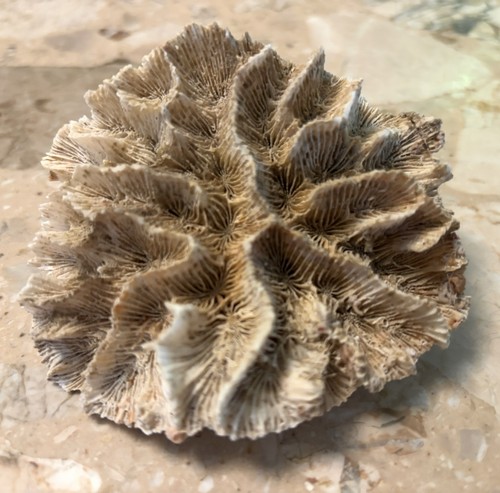 Natural brain coral - 3”,