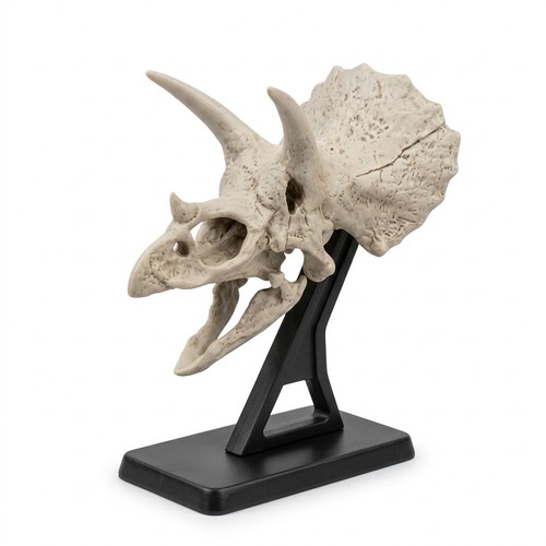 Triceratops dinosaur skull - triceratops,