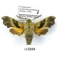 Sphingidae, Proserpinus