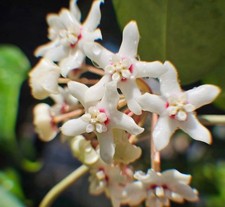Hoya Australis Rooted Plant