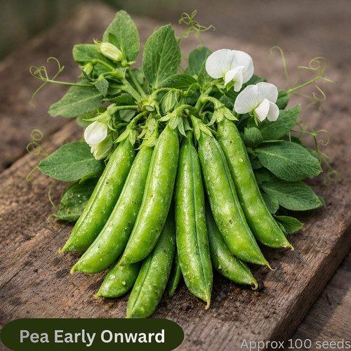 Pea seeds early onward 100 - seeds,