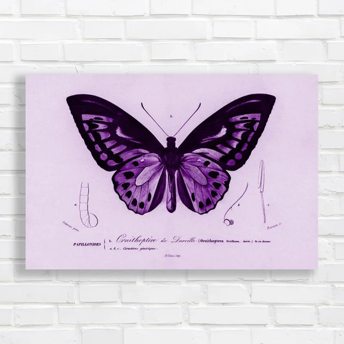 Ornithoptera darville - de,