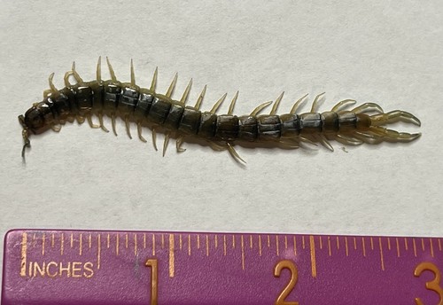 Common desert centipede - common,