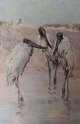 Jabiru storks arthur - jabiru, wardle