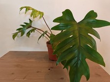 Easy Care Philodendron Mayoi Tropical Plant Indoor House Plants Exotic
