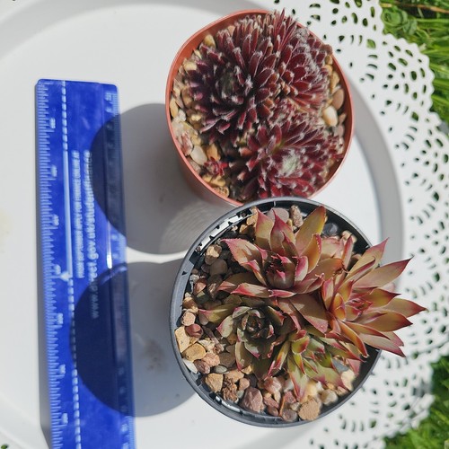 Sempervivum plants - 2, x