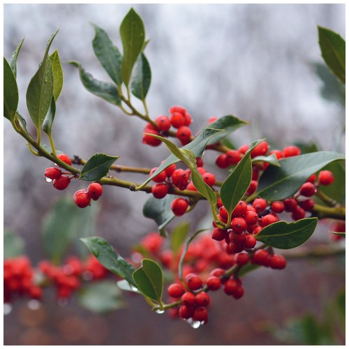 Holly van tol plants - van, /