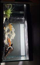 55 litre fish tank