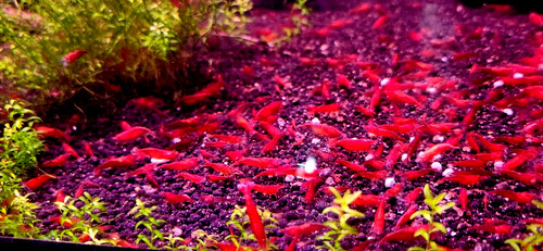 Lotx100 red cherry shrimp - ++, shrimp-