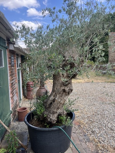 Mature olive tree years - 60, old