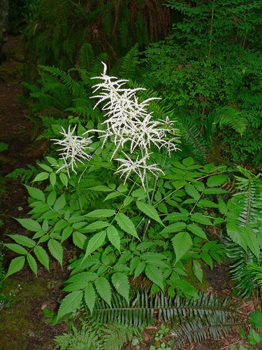 Aruncus dioicus goatsbeard - dioicus,