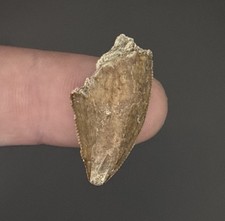 Majungasaurus dinosaur tooth - majungasaurus,