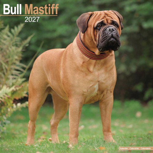 Bull mastiff 2027 - mastiff,