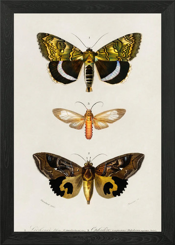 Different types moths - types, of