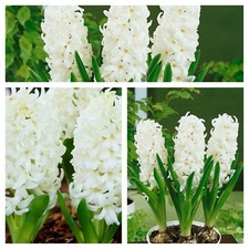 Hyacinth White Pearl Flower
