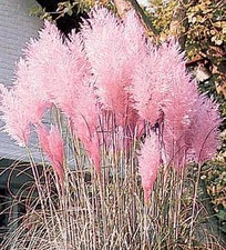Ornamental Grass Seed -