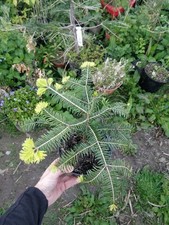 European Silver Fir/Abies