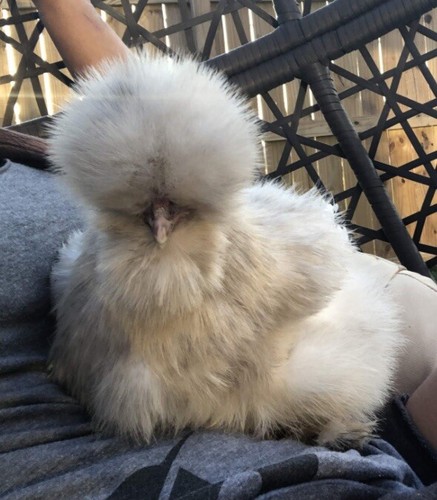 Silkie bearded crested - bearded,