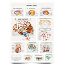 Human Brain Anatomy Poster