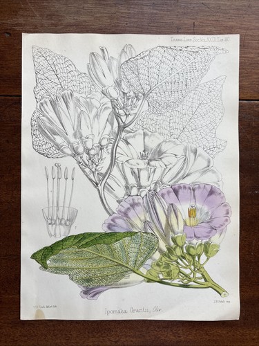 Antique ipomoea grantii - ,