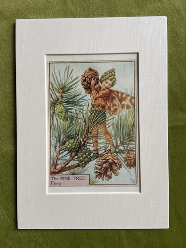 Pine tree flower fairy - ‘pine,