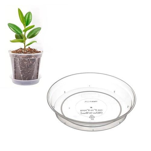 Clear orchid plant - clear,
