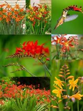 Crocosmia Summer Flowering Bulbs Garden Hardy Perennial Fiery Montbretia Flower