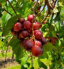 New rare RUBY CRISP Muscadine