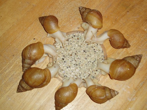 Giant african land snail - snail, food