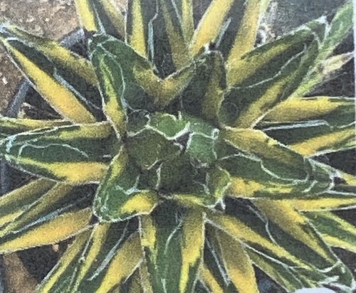 Agave victoriae reginae - agave, victoriae-reginae