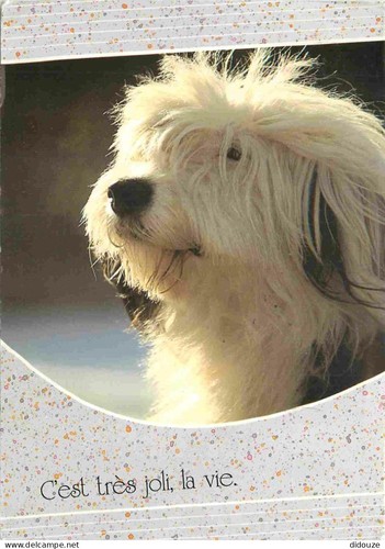 Postcard animals dogs - -,